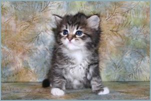 Female Siberian Kitten from Deedlebug Siberians